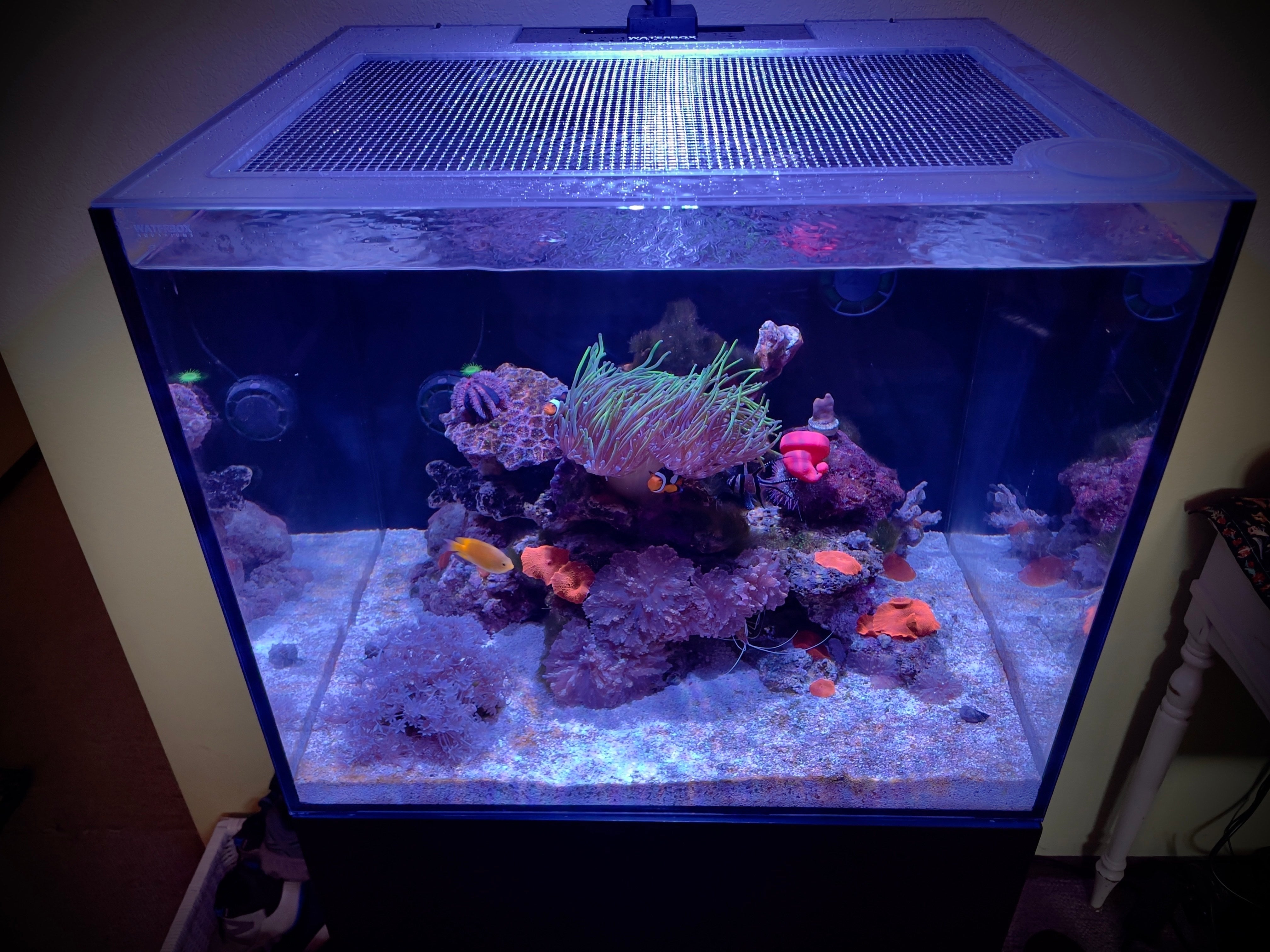 Ultum Nature Systems (UNS) Reef System R75 Lid