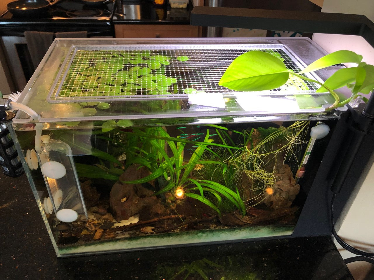 Ultum Nature Systems (UNS) 25T Tall 5.5 Gallon Lid