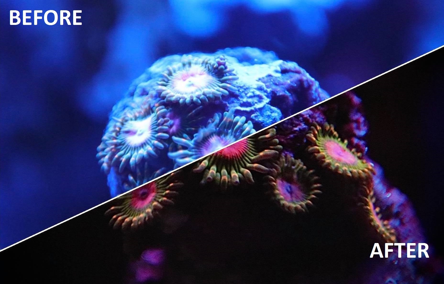 Kraken Reef Coral Viewing Glasses