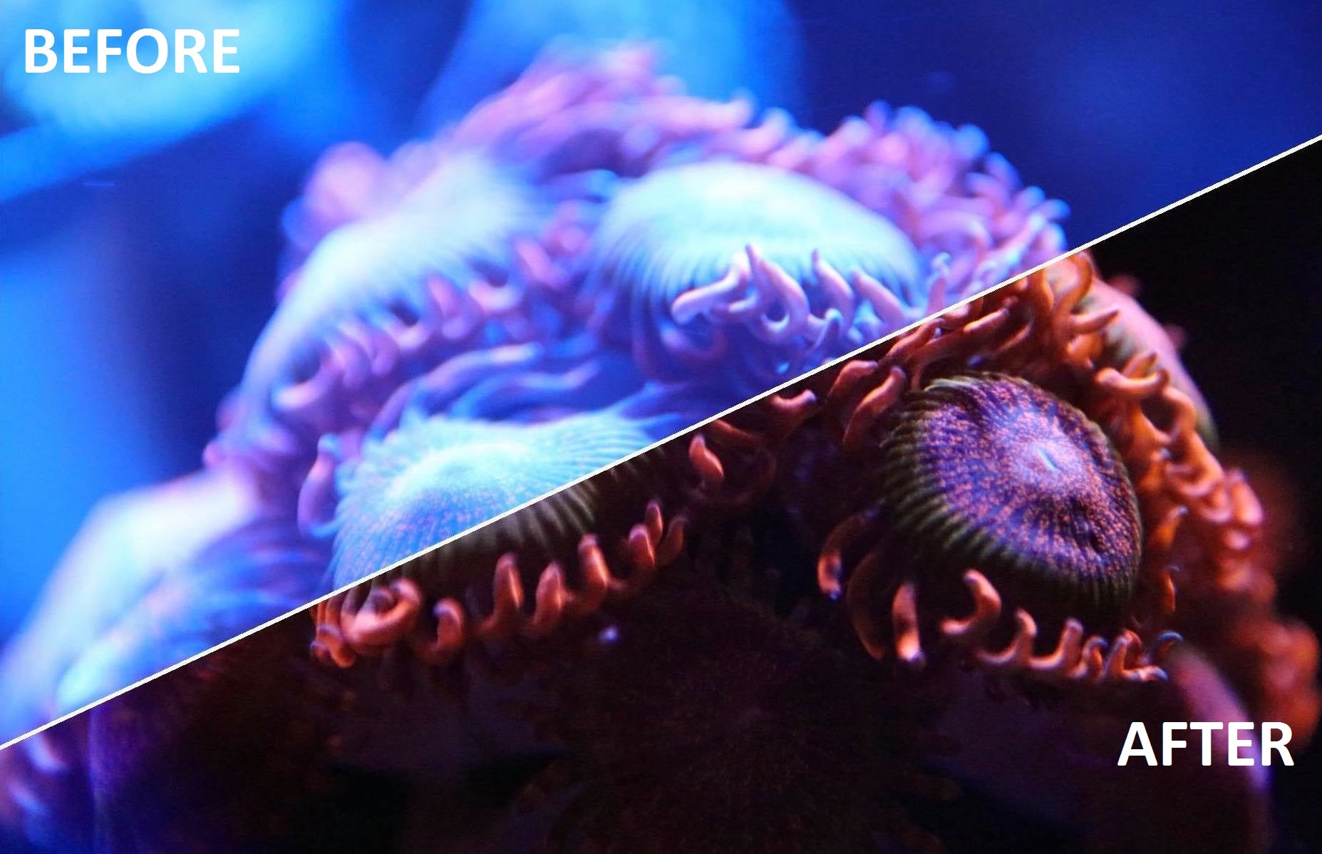 Kraken Reef Coral Viewing Glasses