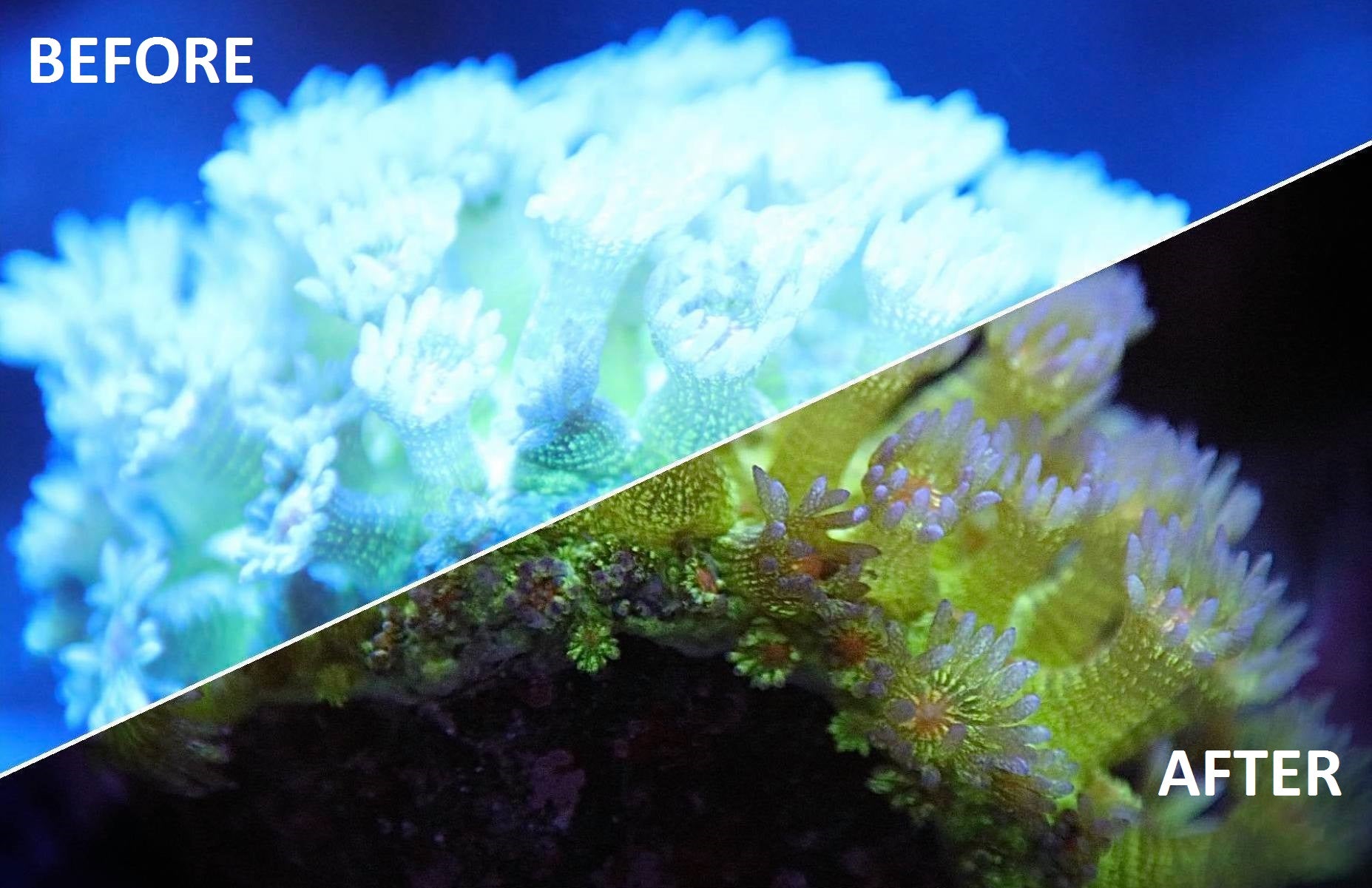 Kraken Reef Coral Viewing Glasses