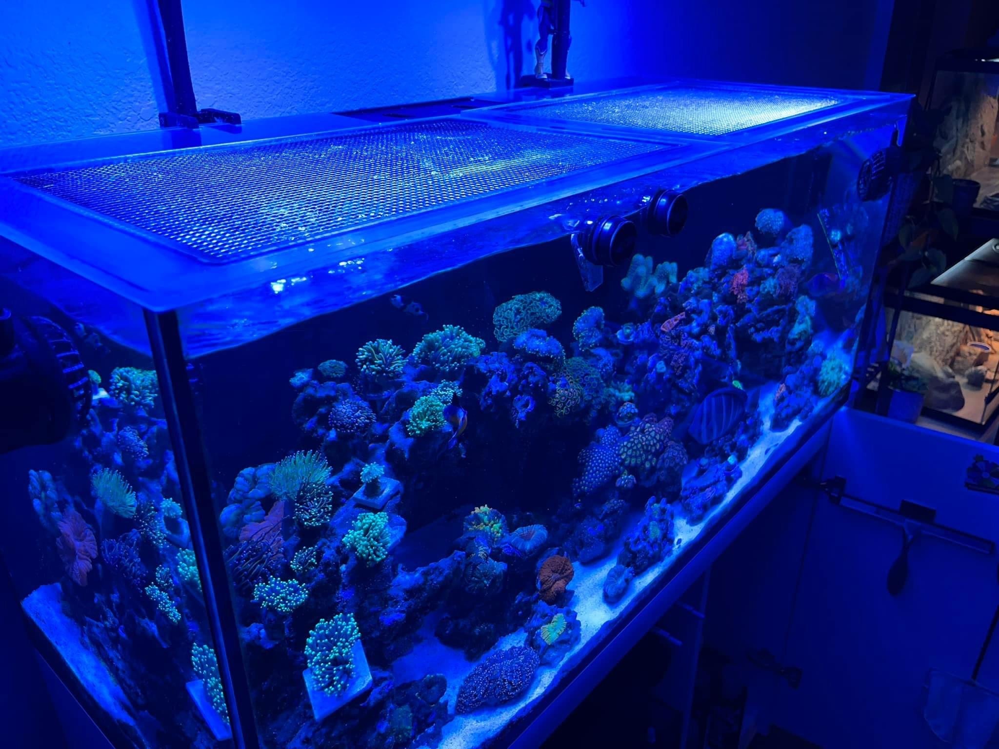 Red Sea REEFER 350 Lid (Older Generation)