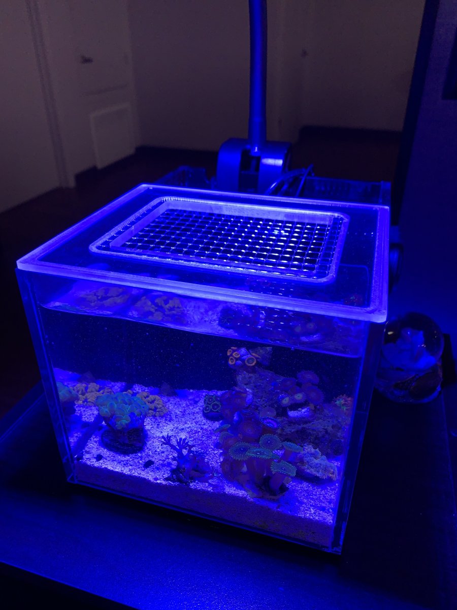 PNW Custom Small-In-One (Glass) Aquarium 1 Gallon Lid