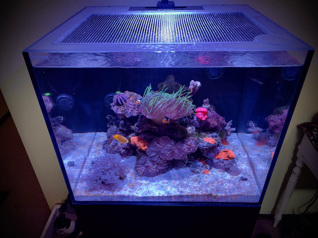 Uns R75 Ultum Nature Systems (UNS) Reef System R75 Lid