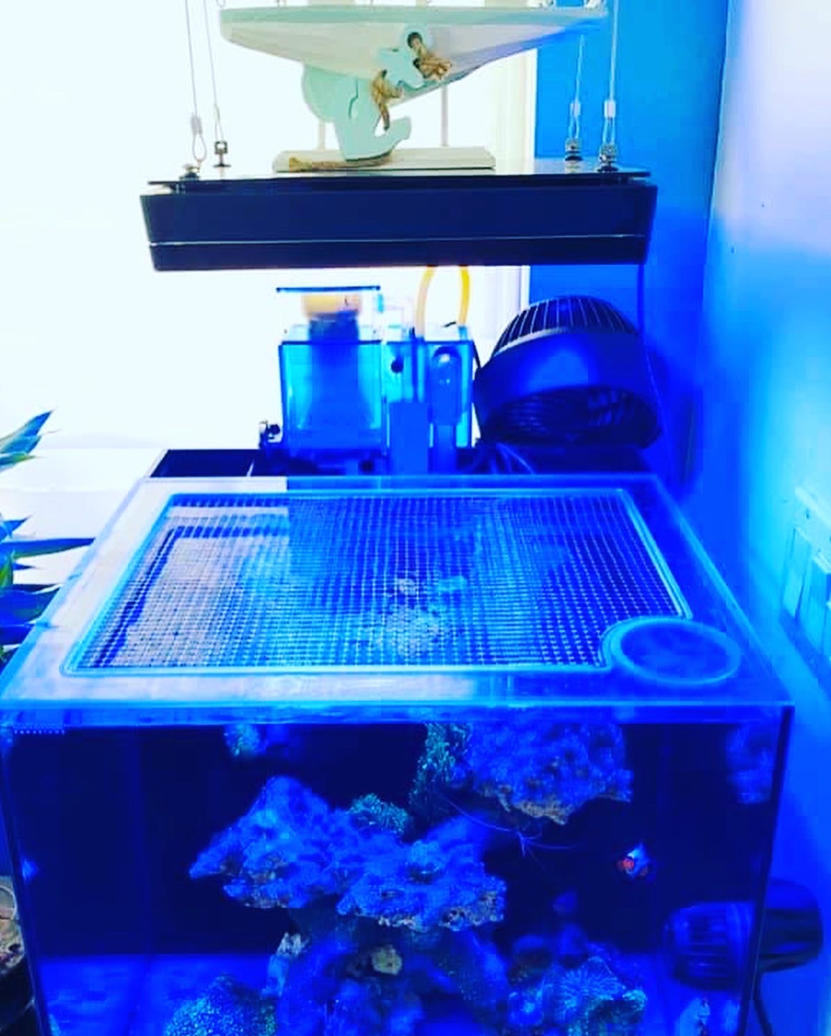 HelloReef Clownfish & Anemone 15 Gallon All-In-One (AIO) Aquarium Lid