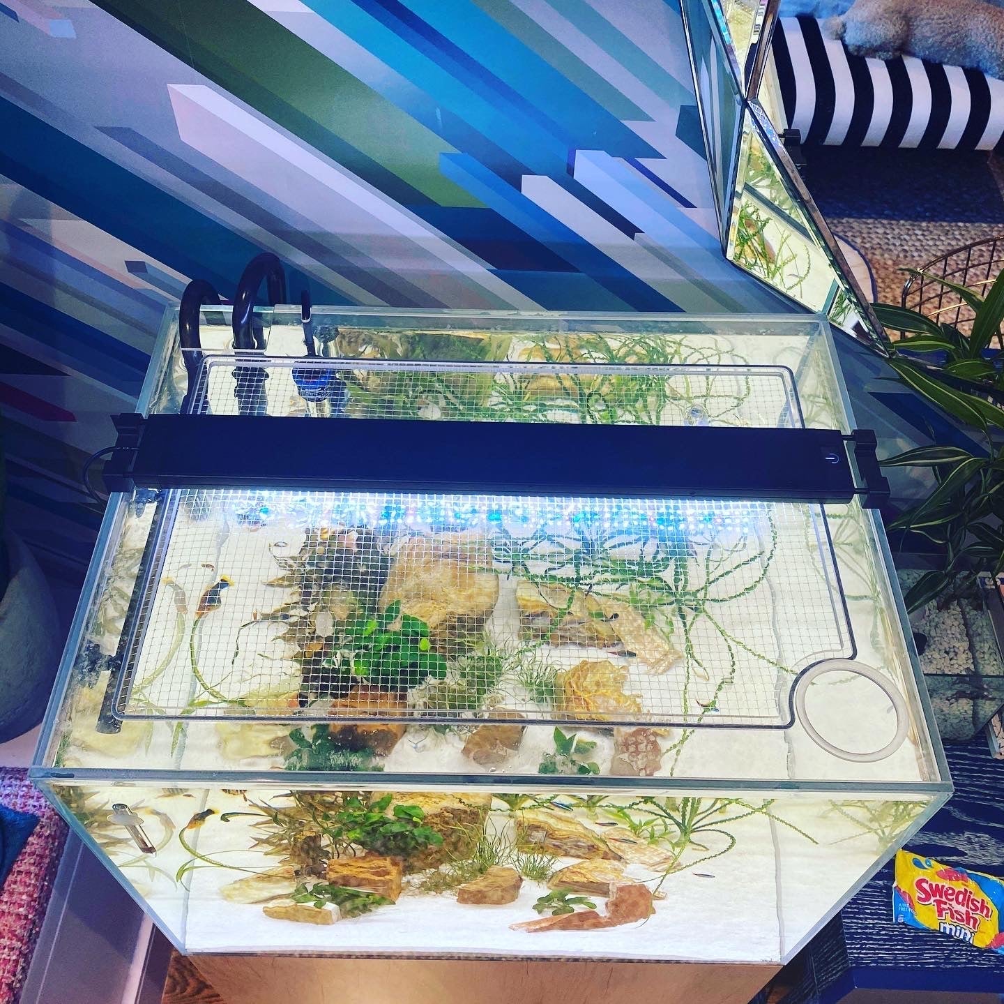 家電 AQUA : CLEAR GLASS TOP AquaMaxx 17.1 Gallon Lid