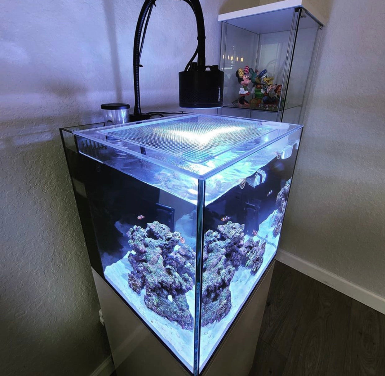 EDEN 20 Black Aquarium & Stand (20 Gallons) - Waterbox - Bulk Reef Supply