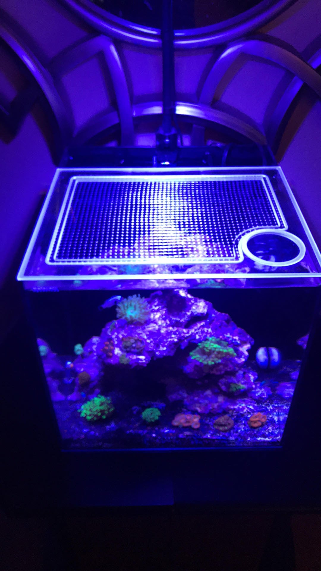 Fiji Cube 32 Gallon Nano EXT/INT Lid